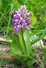 Miniatuur voor Orchideeënfamilie