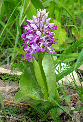 Helmet orchid (Orchis militaris)
