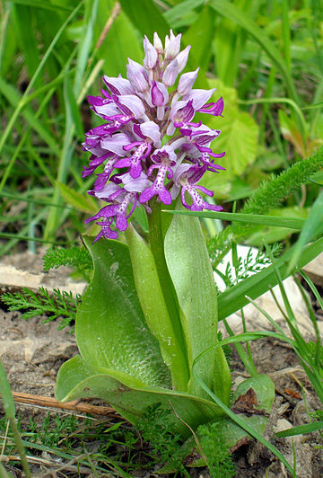 Orchideeënfamilie