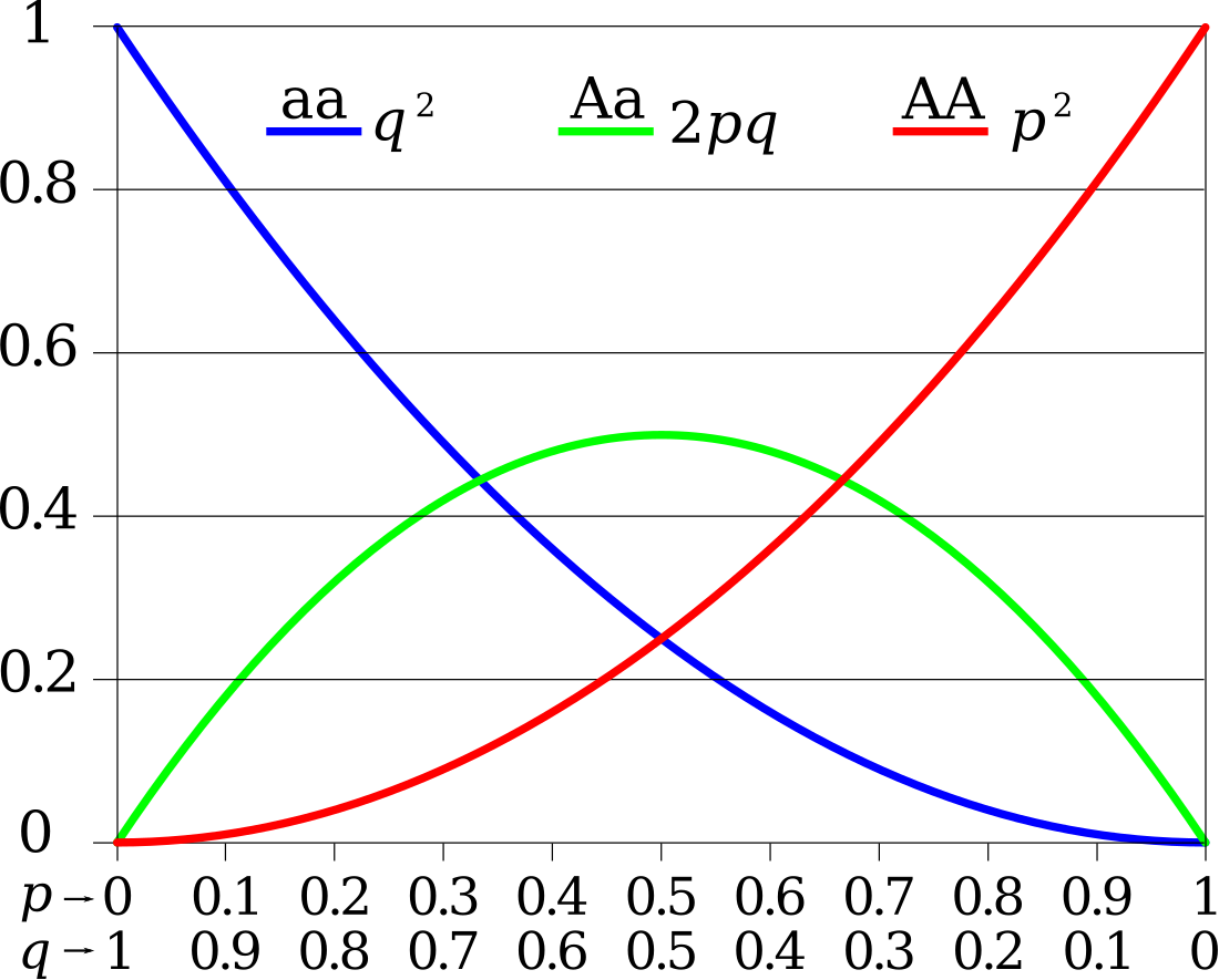 Hardy–Weinberg principle