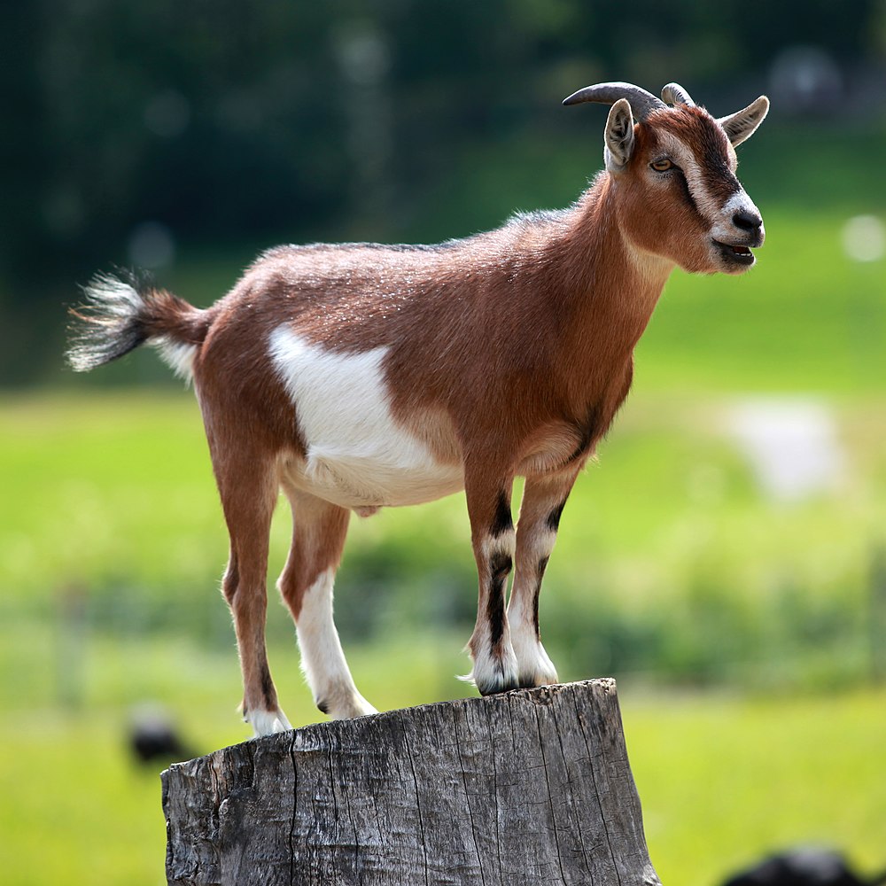 The average litter size of a Goat is 1