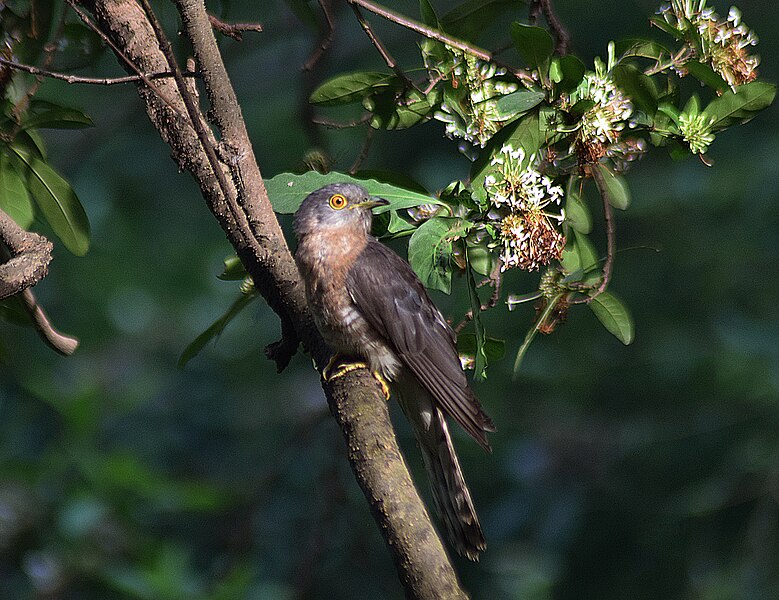 File:Hawk Cuckoo (On Bangal ).jpg