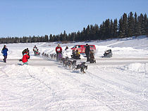 Dog sledding in Hay River during the winter festival