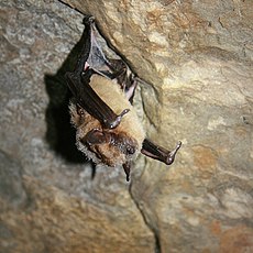 Healthy big brown bat (6976166267) B.jpg