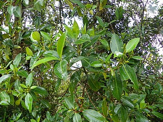 <i>Hedyosmum</i> Genus of flowering plants