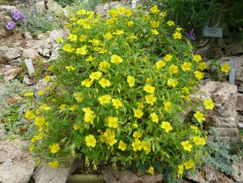 File:Helianthemum lunulatum 650.JPG