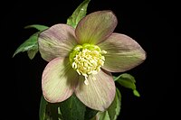 Helleborus atrorubens