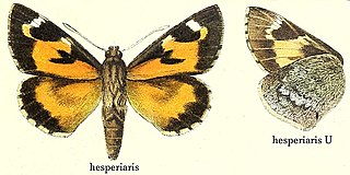 <i>Aegiale hesperiaris</i> Species of butterfly