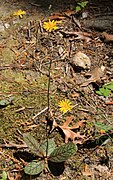 Hieracium venosum rattlesnake weed plant.jpg