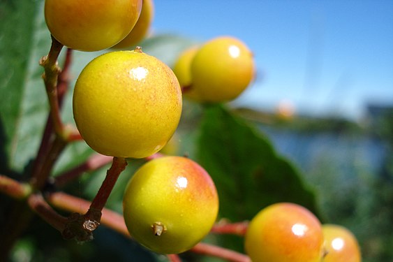 Highbush Cranberry (Viburnum opulus var. americanum)