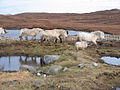 Isle of Lewis