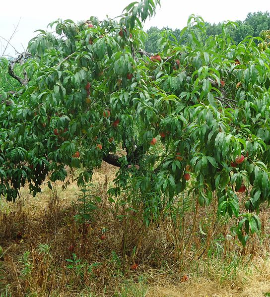 File:Hillview Farms peaches on a peach tree in mid-July.jpg