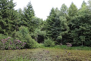 Himmelsteich am Mörth in the NSG Schwalenberger Wald