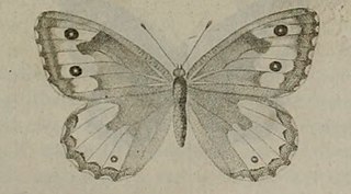 <i>Hipparchia aristaeus</i> Species of butterfly