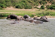 Ippopotami nel canale di Kazinga, Queen Elizabeth National Park.jpg