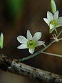 Dendrobium ovatum