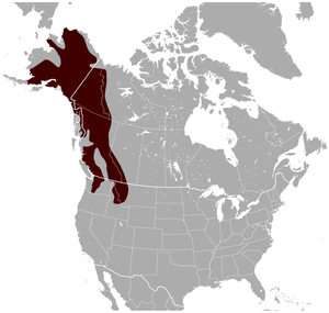 Hoary Marmot Marmota caligata distribution map.png