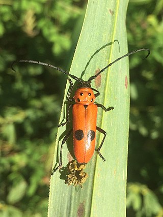 <i>Hoegea</i> Genus of beetles