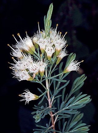 <i>Homoranthus tropicus</i> Species of flowering plant