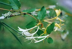 Honeysuckle w y.jpg