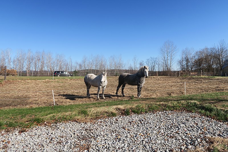 File:Horses, Boscawen NH.jpg