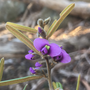 Thumbnail for Hovea graniticola