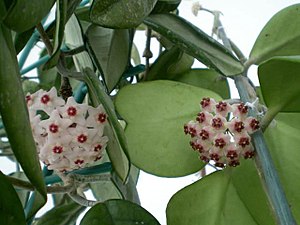 Hoya kerrii (rechts), Blütenstand und Blätter