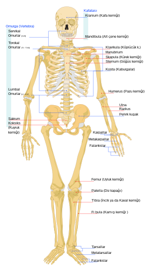 Kadın iskeleti