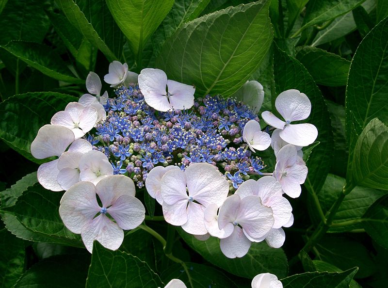 File:Hydrangea macrophylla f normalis2.jpg