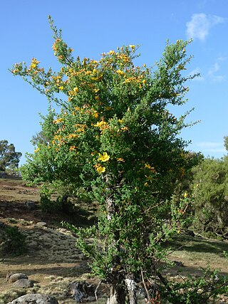 <i>Hypericum revolutum</i> Species of flowering plant