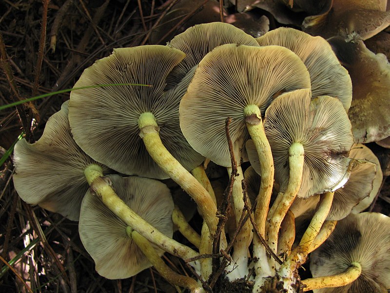 File:Hypholoma fasciculare 59823.jpg