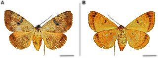 <i>Hypopyra africana</i> Species of moth