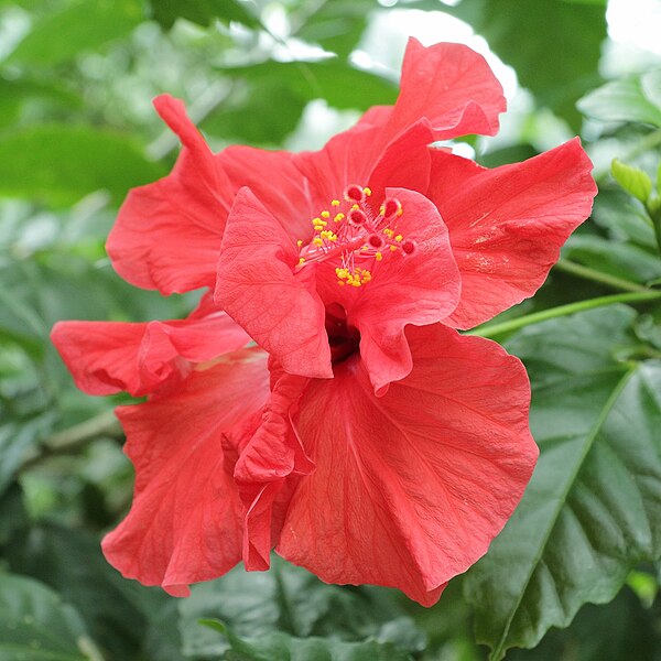 File:IMG 7291-Hibiscus rosa-sinensis.jpg