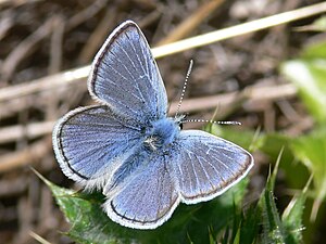 Icaricia icarioides missionensis 3.jpg