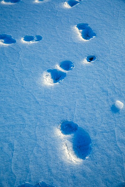 File:Ice formations on Kamloops Lake at Cooney Bay (Tranquille) - "what happened by here?" (15864445055).jpg