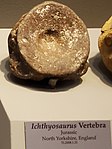 Ichthyosaurus vertebra, Tellus Science Museum.jpg