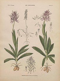 plate 27 - (text explanation page 16) Orchis italica