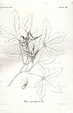 Ikonografi Acer macropterum Visiani 1860 Acer heldreichii ssp visianii Plantarum serbicarum pemptas Memorie del Reale Istituto Veneto di Scienze, Lettere ed Arti 9. 1860, Venezia.jpg