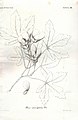 約瑟夫·潘契奇對Acer macropterum Vis.（實際上為希臘楓（德语：Griechischer Ahorn）Acer heldreichii spp. visianii ）的外觀描寫。