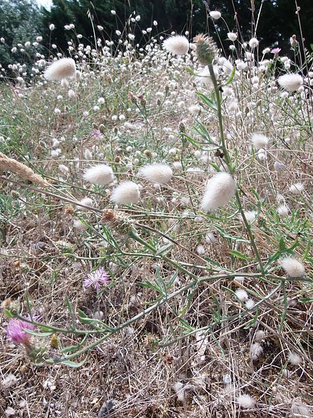 File:Ile d'Oléron fleurs matha - 2016b.jpg