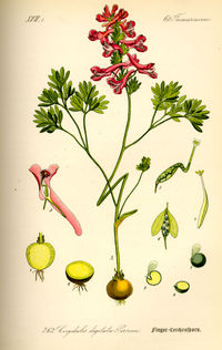 Illustration_Corydalis_digitata0.jpg