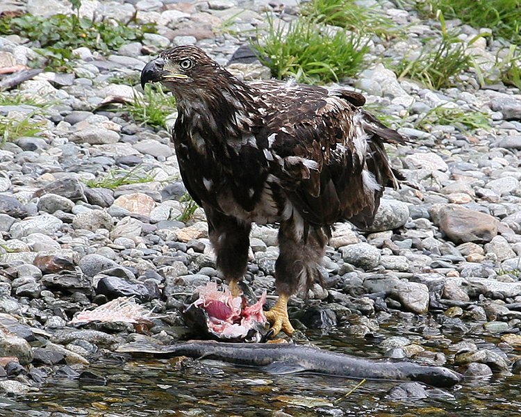 File:Immature Eagle (1750412045).jpg