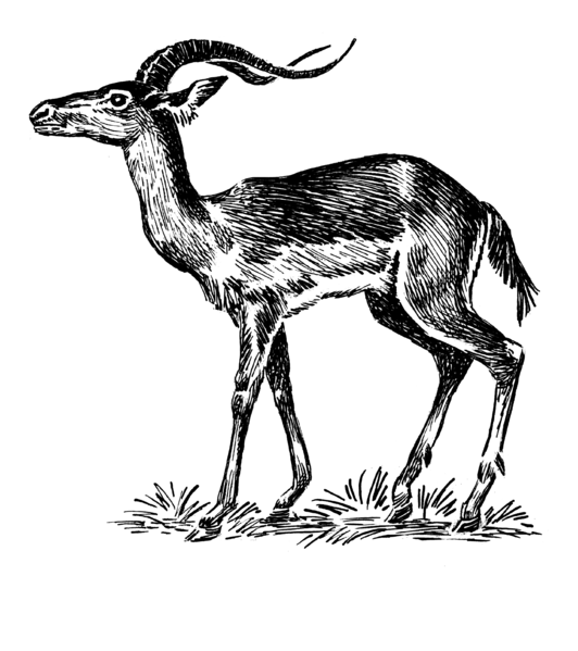 File:Impala (PSF).png