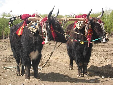 Tập_tin:In_Tibet,_yaks_are_decorated_and_honored_by_the_families_they_are_part_of.jpg