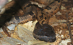 Description de l'image Indo-malayan Mountain Pitviper (Ovophis monticola convictus) (18085351724).jpg.