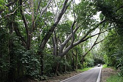 Road in Yeguada