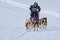 * Nomination Daniela BIGALKE, Category A1 (8 Siberian Huskies) --Isiwal 23:04, 13 December 2018 (UTC) * Promotion Good quality. --Jacek Halicki 00:20, 14 December 2018 (UTC)