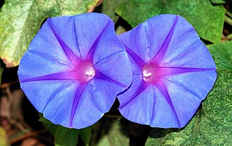 Ipomoea indica (Blue Morning Glory)