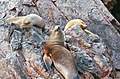 Lobos marinos en las islas Ballestas.