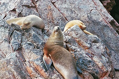 Sea Lions on the Ballestas Islands. Islas Ballestas.jpg